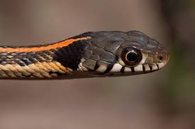 oklahoma snakes identification guide