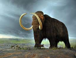 See more ideas about animals, cute animals, cute endangered animals. The 15 Most Beautiful Extinct Animals Owlcation