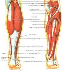 lower leg muscle crs