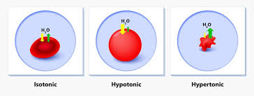 hypertonic solution definition and
