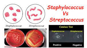 differences between staphylococcus and