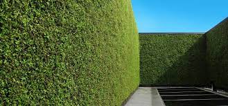 outdoor living green walls a year