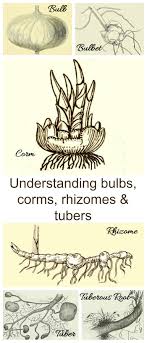 Flower Bulb Types Understanding Bulbs Corms Rhizomes Tubers