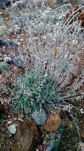Lavandula latifolia Medik., Broad-leaved Lavender (Western Europe ...