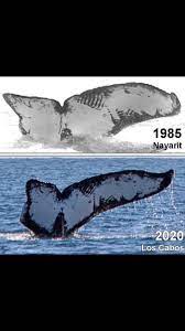 Two pictures of the same injured whale taken 35 years apart (both on the  coast of Mexico) : r/interestingasfuck