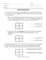 Punnett square to predict their offspring. Punnett Square Practice Worksheet Answers Punnett Squares Practices Worksheets Punnett Square Activity