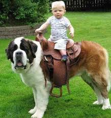 Find out how to prevent obesity in dogs. Largest Dog Breeds In The World World S Tallest Heaviest Dog Giant Dogs