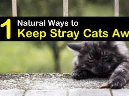 11 natural ways to keep stray cats away