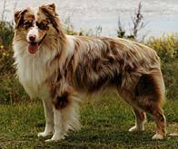 Australian shepherd puppies for adoption brisbane. Australian Dog Breeds Gallery Dog Breeds Pedigree