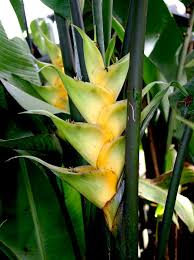 how to grow heliconia brightest