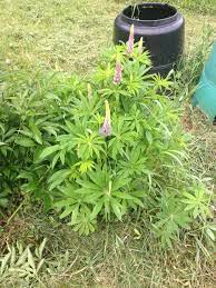 Most of us growers have seen or grown a strain that produces purple cannabis.but how and why does this happen? What Is This Plant With Palmate Leaves And Purple Flower Spikes Gardening Landscaping Stack Exchange