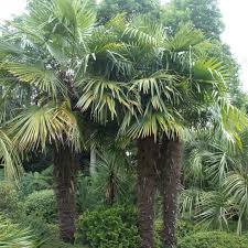 Trachycarpus Fortunei Chusan Palm