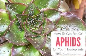 How To Get Rid Of Aphids On Houseplants