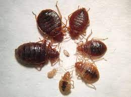 Can Bed Bugs Live In Basements How To