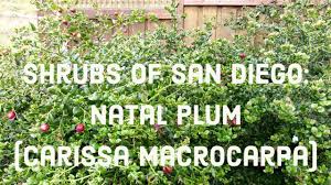 natal plum carissa macrocarpa