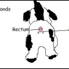 dogs with impacted gland problems