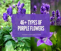 46 Diffe Types Of Purple Flowers
