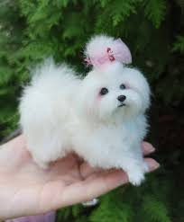 miniature of maltese dog by