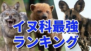 対決!!最強イヌ科動物ランキング | Ranking Labo