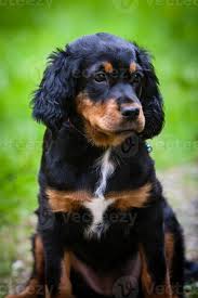 If you selected a specific state, try your search again using a neighboring state or no state at all. How Much Is A Gordon Setter Puppy
