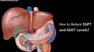Thus, very high level of sgpt in the blood can be an indication of damage or problems related to the liver. How To Reduce Sgpt And Sgot Levels Methods Normal Range