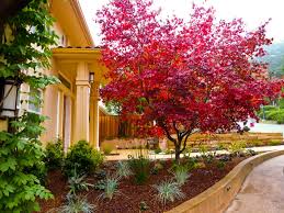 Great Trees For Summer Shade And Fall Color