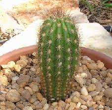 How common are psychoactive cacti? 1 000 Types Of Cactuses With Pictures Cactus Identification Cheat Sheet Succulent Alley