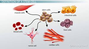 stem cell definition types function