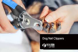 best dog nail clippers and trimmers in 2022