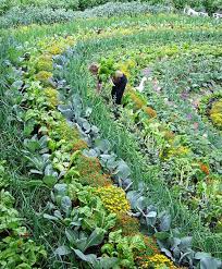 5 Creative Vegetable Garden Ideas