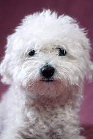 1# bichon frisè ( curly hair dog ) if you are looking for a dog and have never owned one before, then the bichon frise is the perfect companion. 14 Small White Dog Breeds Fluffy Little White Dogs
