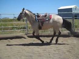 The horse of your dreams is here! 5yr Old Buckskin Mustang Gelding For Sale 1 3 Youtube