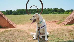 dog friendly guide to raleigh durham