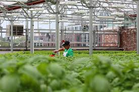 Brooklyn S Rooftop Farming Industry Is