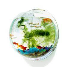 Pinsjar Acrylic Plexiglass Fish Bowl