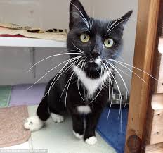 If you ever wonder why it's hard to sneak up on your cat, you can. Thou Shall Not Cut Your Cat S Whiskers Fine Cats Kittens
