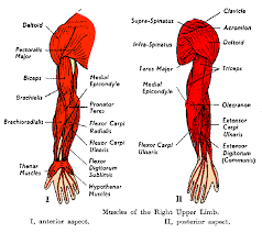 Arm Muscles Shoulder Muscle Anatomy Arm Muscle Anatomy