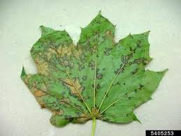 common disease pests of maple in north