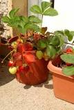 what-is-the-best-container-for-growing-strawberries