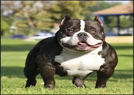 American Bully Bloodline How To Choose The Best And Famous