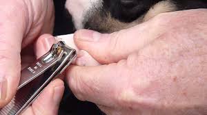 how to trim clip puppy dog s toenails