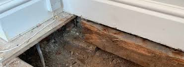 what is wet rot differences between