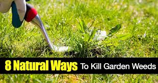 garden weeds 8 ways on killing weeds