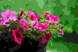 Cioè i fiori maschili e femminili sono sulla stessa pianta portati da infiorescenze separate. Fiori Primaverili Quali Sono E Come Curarli Per Avere Un Giardino Multicolore