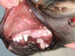 papillomaviruses in dogs and cats