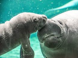 It is not unusual for many to die during extremely cold weather. 20 Beautiful Photos Of Manatees In Honor Of Manatee Awareness Month Business Insider