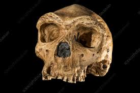 homo to neanderthal man - Search - Science Photo Library