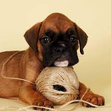 By kelly roper dog breeder and exhibitor. 1 Boxer Puppies For Sale In Boston Ma Uptown Puppies