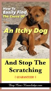 itchy dog how to easily find the cause