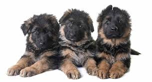 8 Week Old German Shepherd Dog Facts And Puppy Routines